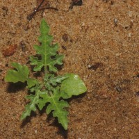 Citrullus colocynthis (L.) Schrad.